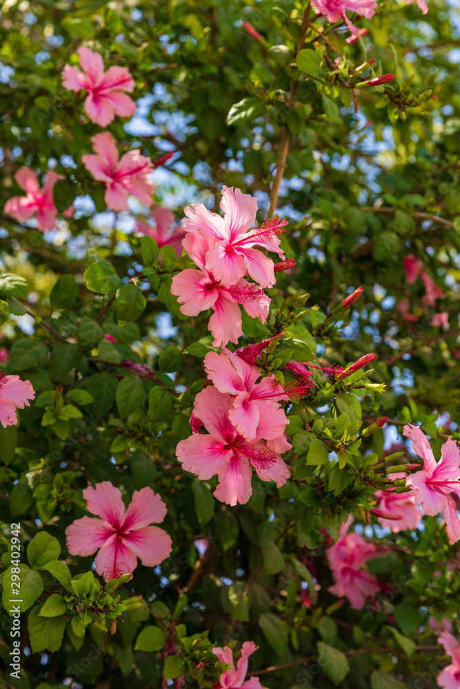 Bush with pink hibiscus flowers Bush with pink hibiscus flowers