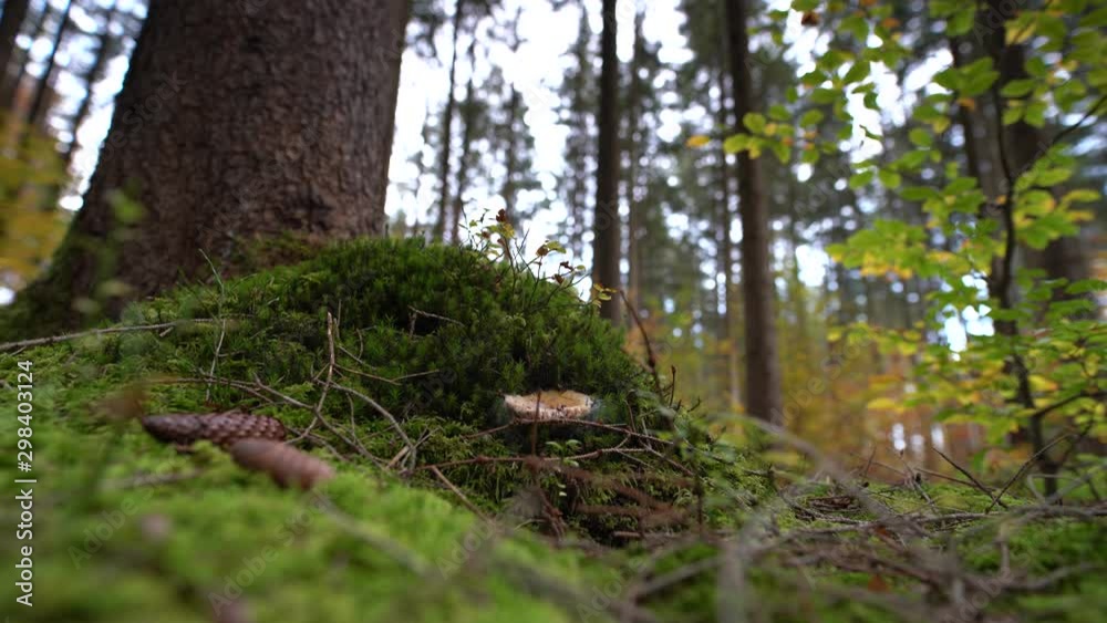A mushroom with pinecones in a beautiful forest. A mushroom with pinecones in a beautiful forest.