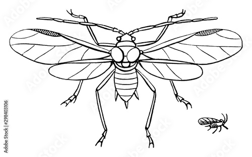 Apple Louse, vintage illustration.