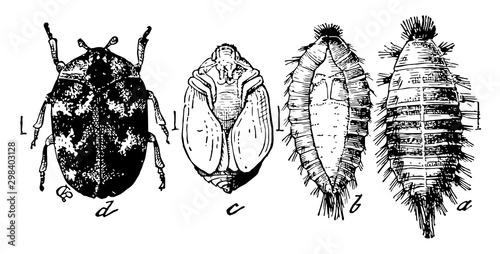Carpet Beetle Stages, vintage illustration.
