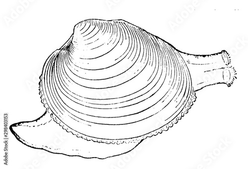 Clam, vintage illustration.