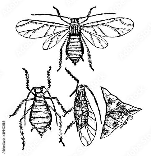 Aphis Gossypii, vintage illustration.