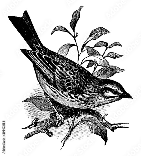 Savannah Sparrow, vintage illustration.