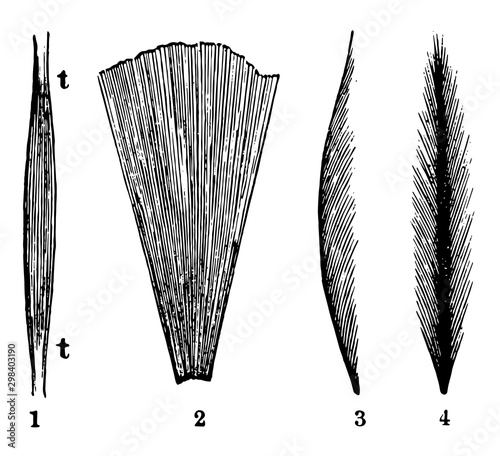 Representation of the Direction and Arrangement of the Muscle Fibers, vintage illustration.