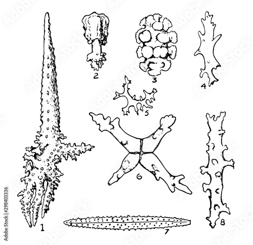 Alcyonarian Spicules, vintage illustration. photo