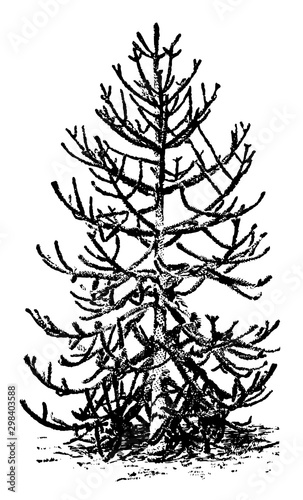 Araucaria Imbricata vintage illustration.