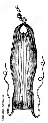 Dogfish Egg Case, vintage illustration.