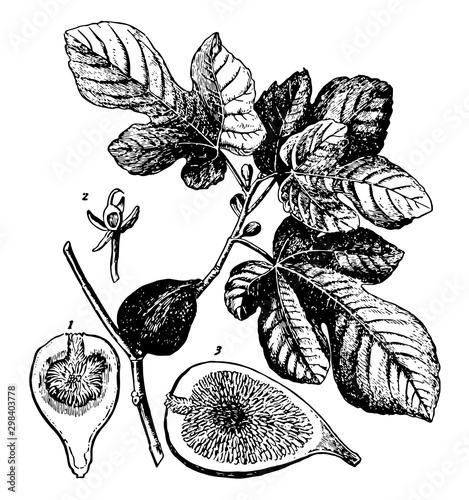 Ficus Carica Fig with Fruit and Leaves vintage illustration.
