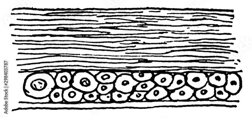 Insect Crust, vintage illustration.