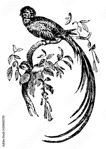 Quezal Bird, vintage illustration.