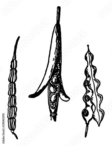 Siliques, vintage illustration.
