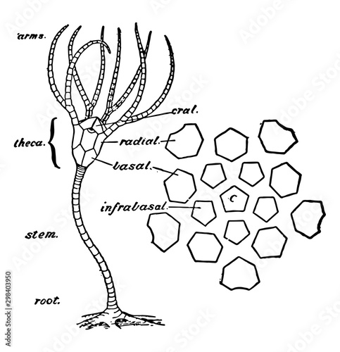 Simple Crinoid, vintage illustration.. photo