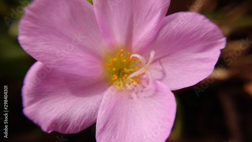 small and delicate pink flower.