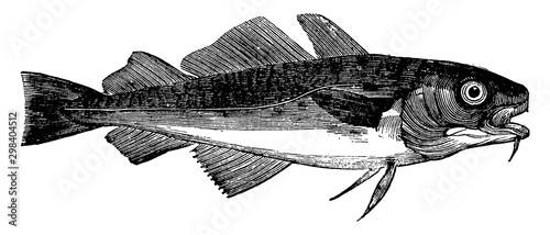 Common Cod, vintage illustration.