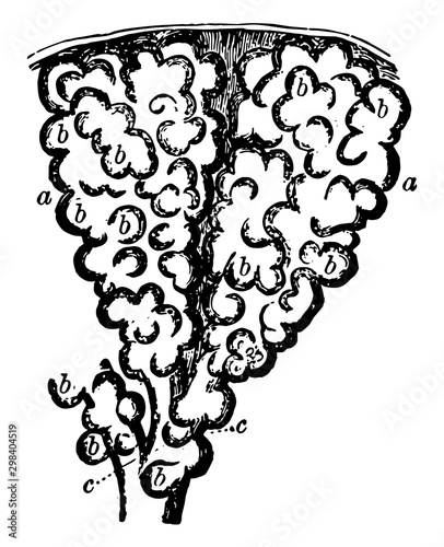 Infundibula of the Lung, vintage illustration.