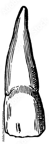 Incisor Tooth, vintage illustration.