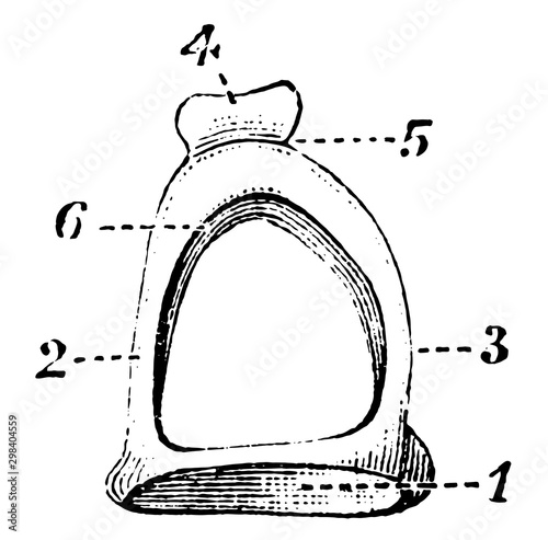 Stapes on Stirrup Bone, vintage illustration.