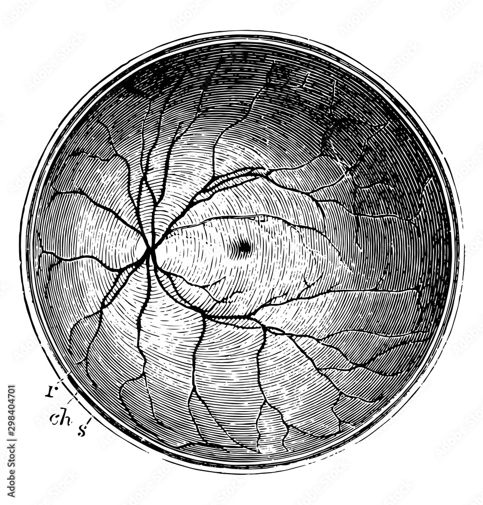 Posterior Half of the Retina, vintage illustration.