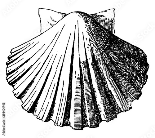 Exterior Scallop Shell was used as a water basin in the form of a shallow dish, vintage engraving.