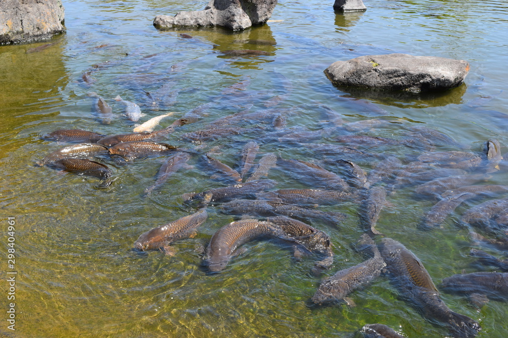 池で泳ぐ鯉 池で泳ぐ鯉