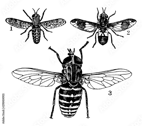 Tableau sur toile Horsefly, vintage illustration.