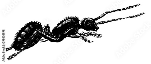 Ant, vintage illustration.