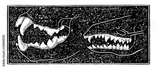 Comparing Teeth of Carnivora and Insectivora Animals, vintage illustration