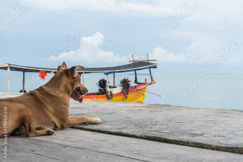 chilling dog with a view