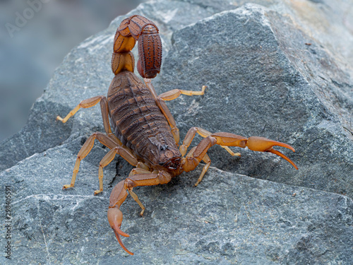 An alligator back scorpion  Hottentotta hottentotta  in threat pose  3 4 view  on rock. This species is distributed widely in western and central Africa.