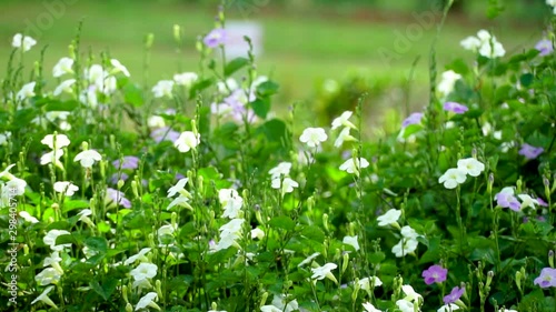 slow motion of white and violet Indian Asystasia flowers