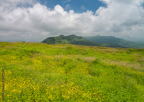 Wild flowering and Fort Visapur seen from Lohagad Fort Lonavala Maharashtra India