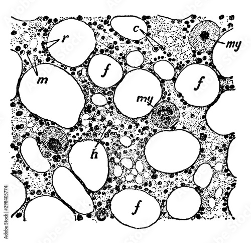 Section of Bone Marrow, vintage illustration.