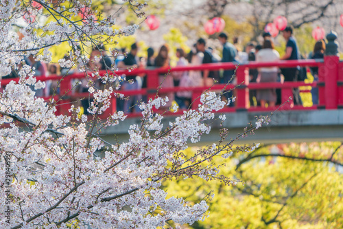 岡崎公園桜まつり