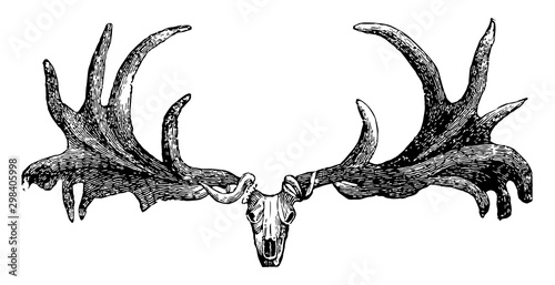 Irish Elk Skull, vintage illustration.