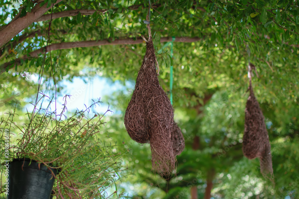 Weaver Birds Nest on Bamboo Tree in Nature Outdoor.