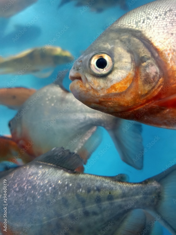 fish in an aquarium fish in an aquarium