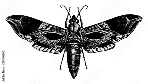 Satellite Sphinx Moth, vintage illustration.