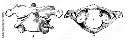 The First and Second Cervical Vertebrae, vintage illustration.