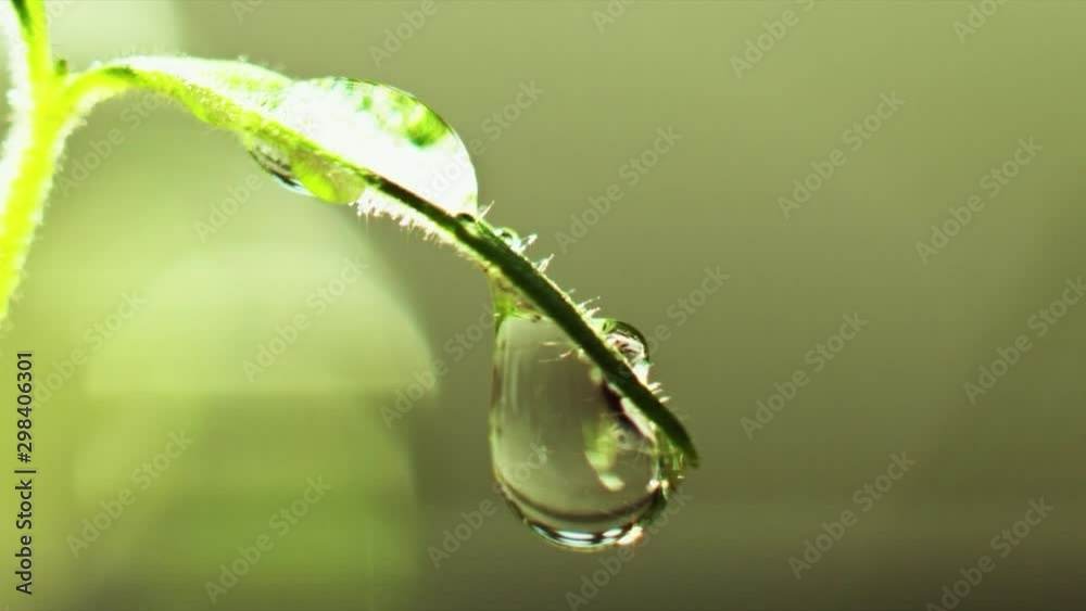 young plants are growing in soil on seedling pot plate, watering by spraying to the small tamomo plants, close up with details on water dew, safety food, nature, environment and ecology concept. young plants are growing in soil on seedling pot plate, watering by spraying to the small tamomo plants, close up with details on water dew, safety food, nature, environment and ecology concept.