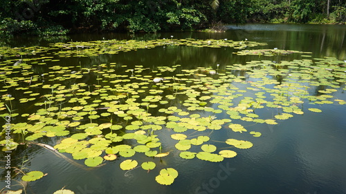 pond covered in lily pads