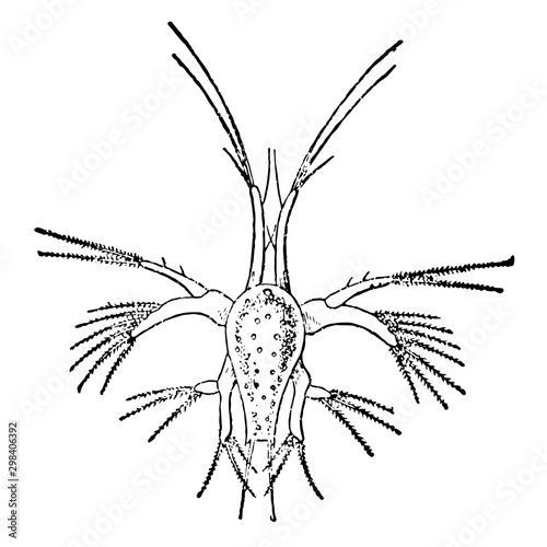 Nauplius of a Prawn, vintage illustration. photo