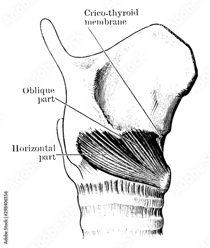 Cricothyroid Muscle, vintage illustration. photo