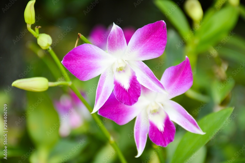 purple orchid flower in nature garden