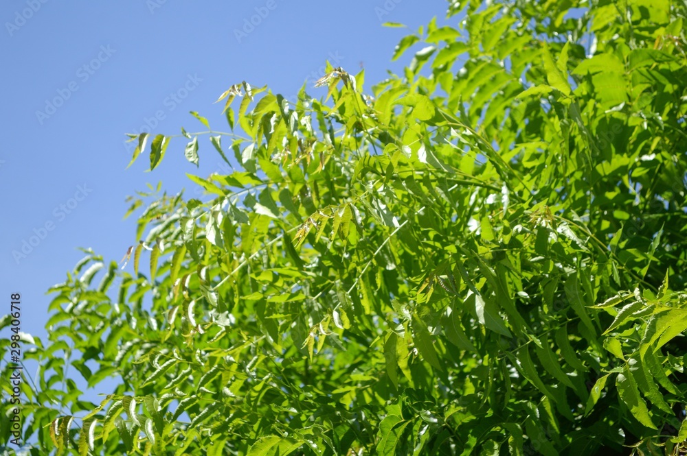 fresh green Azadirachta indica leaf in nature garden