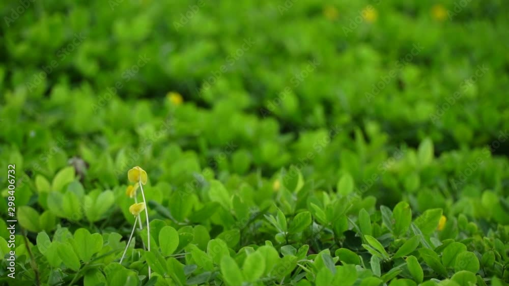 clouse up of pinto peanut flower on left handside clouse up of pinto peanut flower on left handside