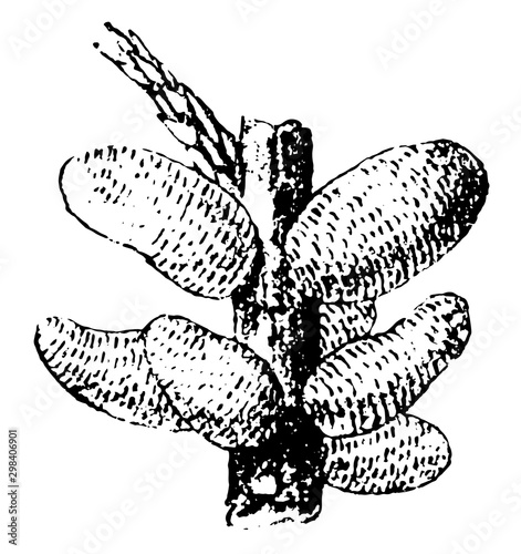 Juniper Twig Attacked by Gymnosporangium vintage illustration.