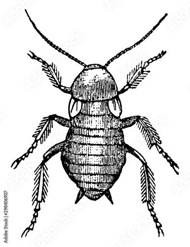 Female Cockroach, vintage illustration.