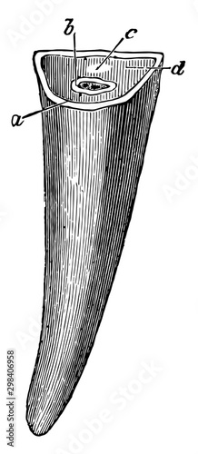 Horse Incisor Tooth, vintage illustration.