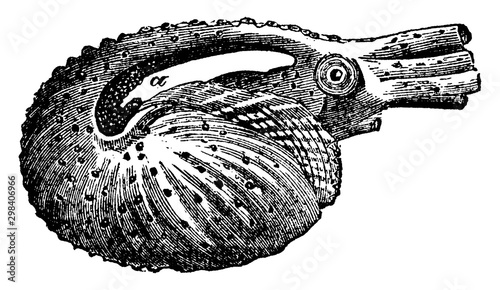 Argonaut, vintage illustration.