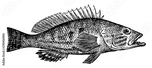 Obraz na płótnie Comber, vintage illustration.